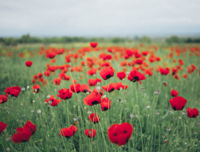 Poppy field